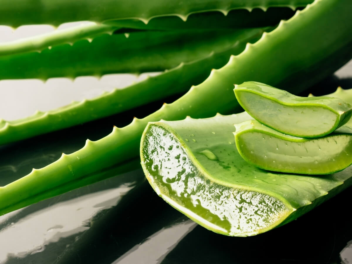 Nha đam trị mụn nhờ acid salicylic và lưu huỳnh, giúp kháng viêm, làm dịu và hỗ trợ phục hồi da